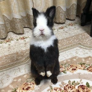 Meet your Posher, Qianping